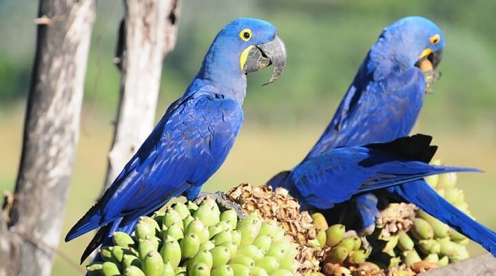 Macaw las fotos en Brasil 