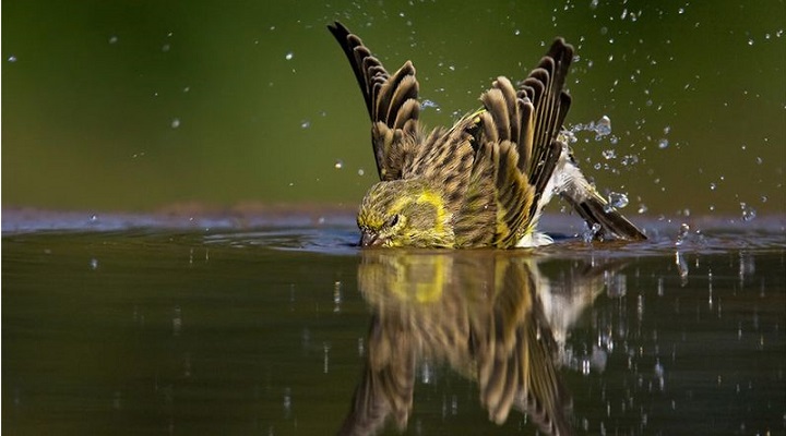A Importância do Banho para os Pássaros