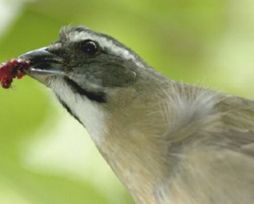Alimentação Para Trinca Ferro