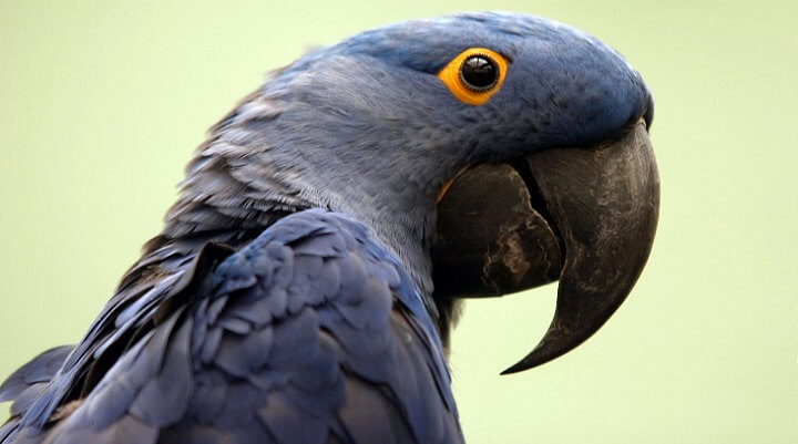 arara-Azul – Guia Completo de Criação e Reprodução com Fotos
