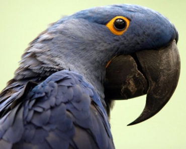 Arara Azul – Guia Completo de Criação e Reprodução com Fotos