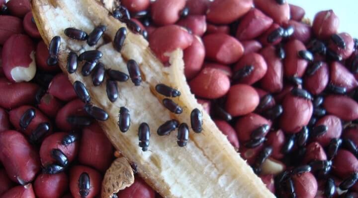 Como Criar besouro-do-amendoim