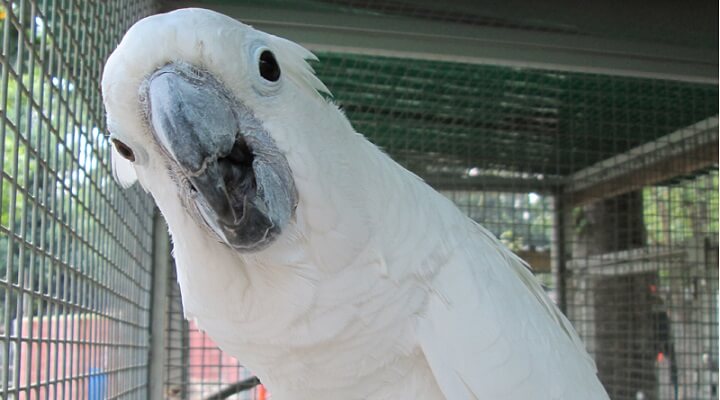 Saiba Tudo Sobre a cacatua-branca