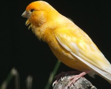 Canario Belga - Guia Completo de Criação e Reprodução com Fotos