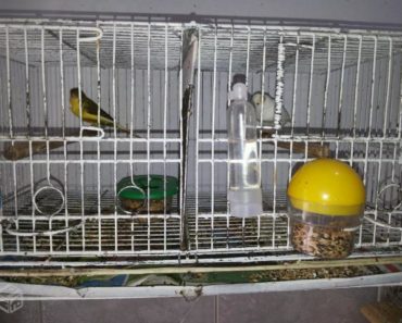 Como fazer a Limpeza de Gaiolas para Pássaros