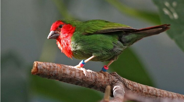 Saiba Tudo Sobre o diamante-bicolor 5 Criação de diamante-bicolor