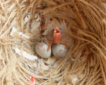 Cuidados Indispensáveis com Filhotes de Canario Belga