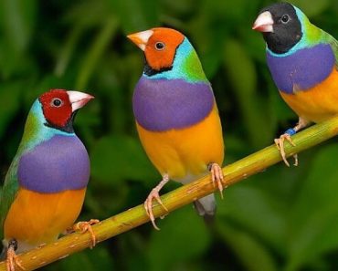 Diamante-de-Gould-como-Animais-de-Estimação