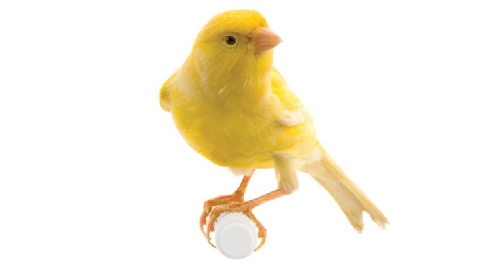 Diarreia em canário-belga e Outros Pássaros