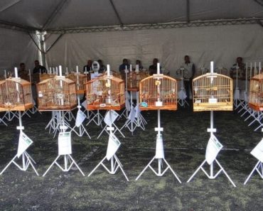 Exposição de Pássaros em Torneios Ornitológicos