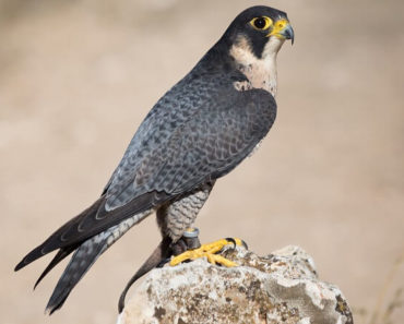 Falcão Peregrino