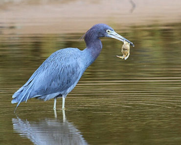 Garça Azul