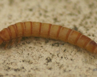 Larvas de Tenébrio na Alimentação para Pássaros