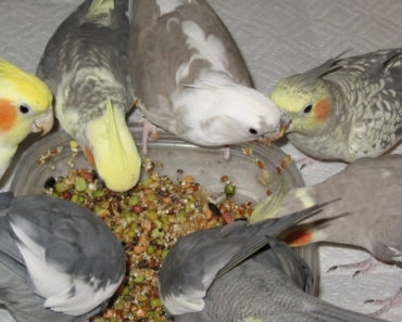 melhor-alimentacao-para-calopsita