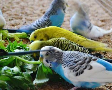Melhor Alimentação para Periquito Australiano