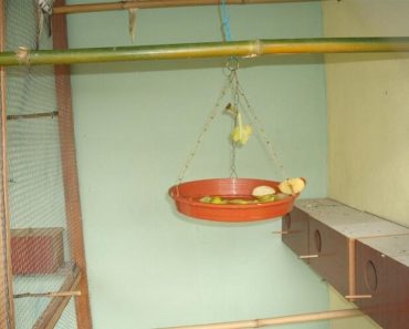 Melhorias no Viveiro de Pássaros - Comedouros