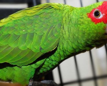 Papagaio Charão