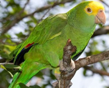 Papagaio de Cabeça Amarela