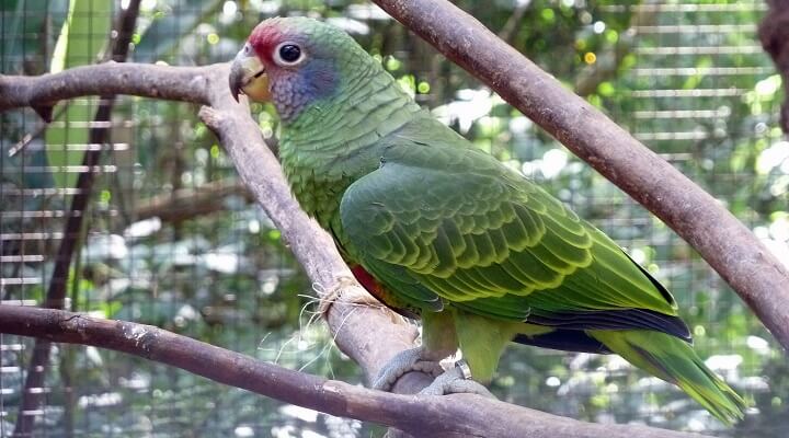 Saiba Tudo Sobre o papagaio-de-cara-roxa 3 Saiba Tudo Sobre o papagaio-de-cara-roxa