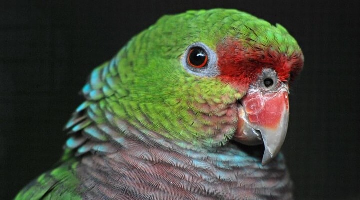 Saiba Tudo Sobre o papagaio-de-peito-roxo