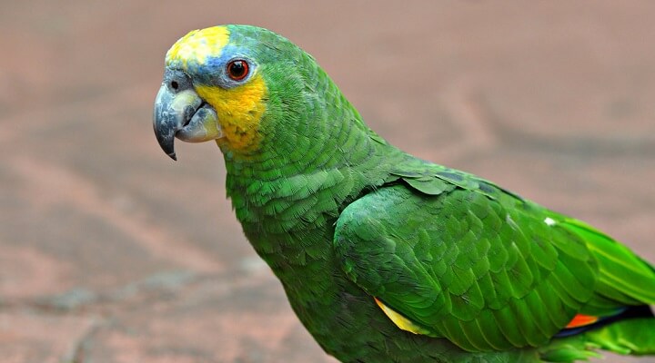 Saiba Tudo Sobre o papagaio-do-mangue