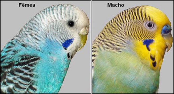 periquito-australiano Macho e Fêmea
