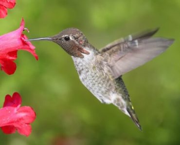 Plantas que Atraem Pássaros