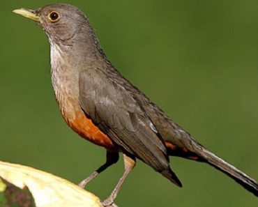 Saiba Tudo Sobre a Criação de Sabiá Laranjeira