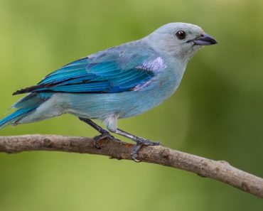 Sanhaço Azul