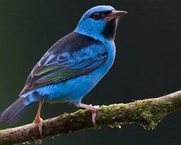 Saí Azul Macho