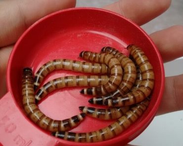 Tenébrio Gigante