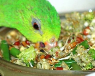 Top 10 Alimentos Saborosos e Nutritivos Para Seu Pássaro
