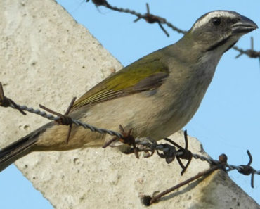 Trinca Ferro: Guia Completo de Criação e Reprodução Com Fotos