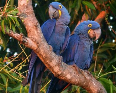 arara azul em extinção