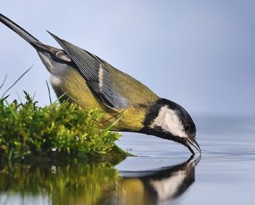 Água para Pássaros Beberem