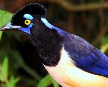 Saiba Tudo Sobre a Gralha Picaça