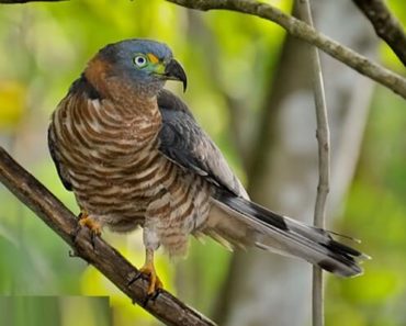 Saiba Tudo Sobre a Gavião-caracoleiro