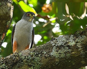 Saiba Tudo Sobre o Gavião-bombachinha