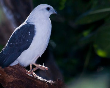 Gavião-pombo-pequeno