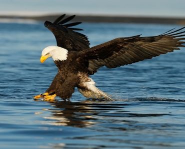Saiba Tudo Sobre a Águia-americana
