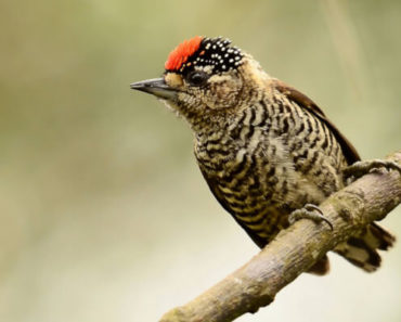 Saiba Tudo Sobre o Pica-pau-anão-barrado