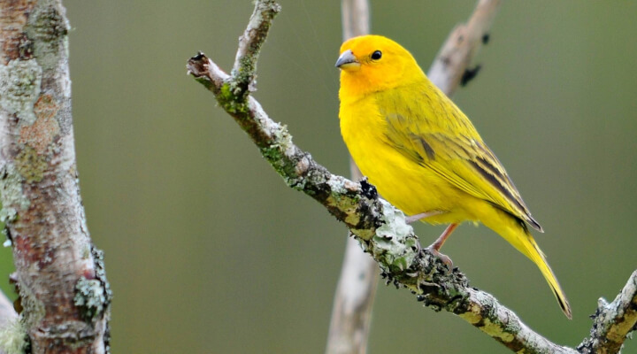 Pássaros Mais Comuns do Brasil - canário-da-terra