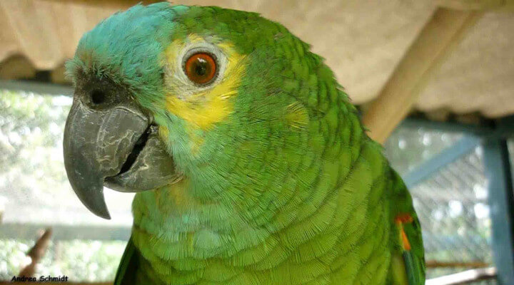 Pássaros Mais Comuns do Brasil - papagaio