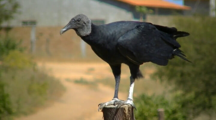 Pássaros Mais Comuns do Brasil - urubu-de-cabeça-preta
