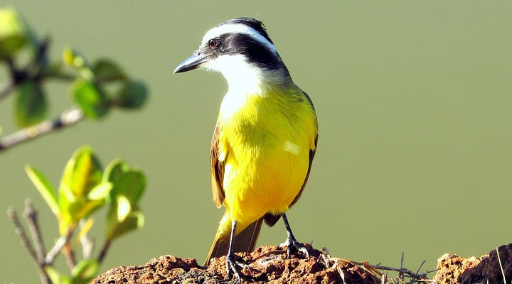 Pássaros Mais Comuns do Brasil - bem-te-vi