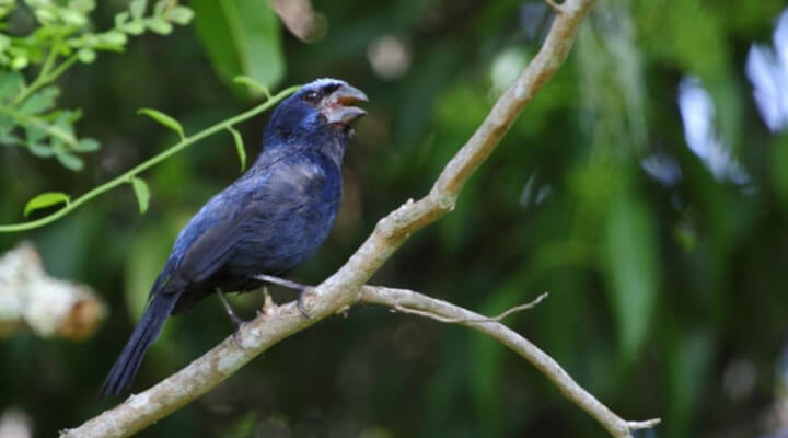 Principais Pássaros Cantores do Brasil azulão