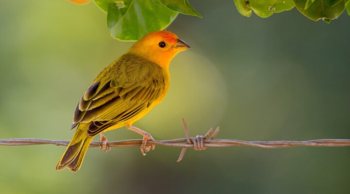 Principais Pássaros Cantores do Brasil canário-da-terra