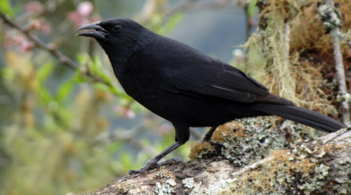 Principais Pássaros Cantores do Brasil pássaro-preto