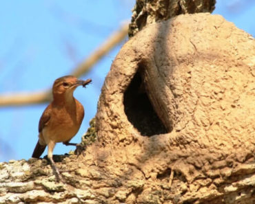 Pássaros Mais Comuns do Brasil