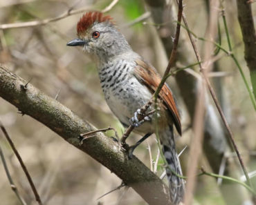 Saiba Tudo Sobre a Choca-de-chapéu-vermelho